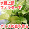 水槽上部フィルターでポトスをもりもり育てようアイコン